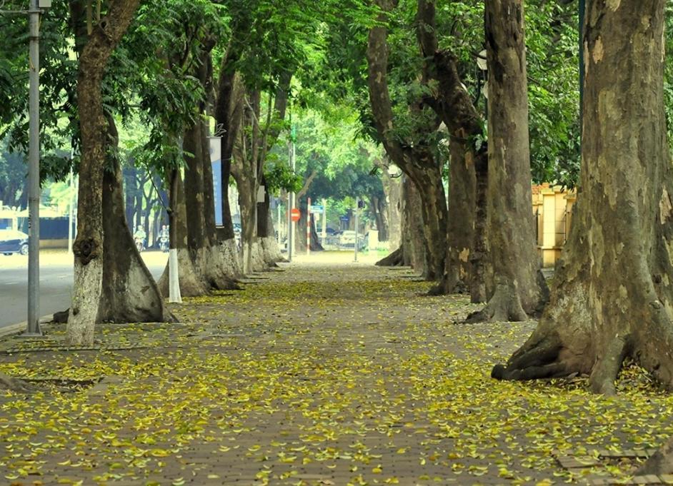 Da Tree Homestay 하노이 외부 사진